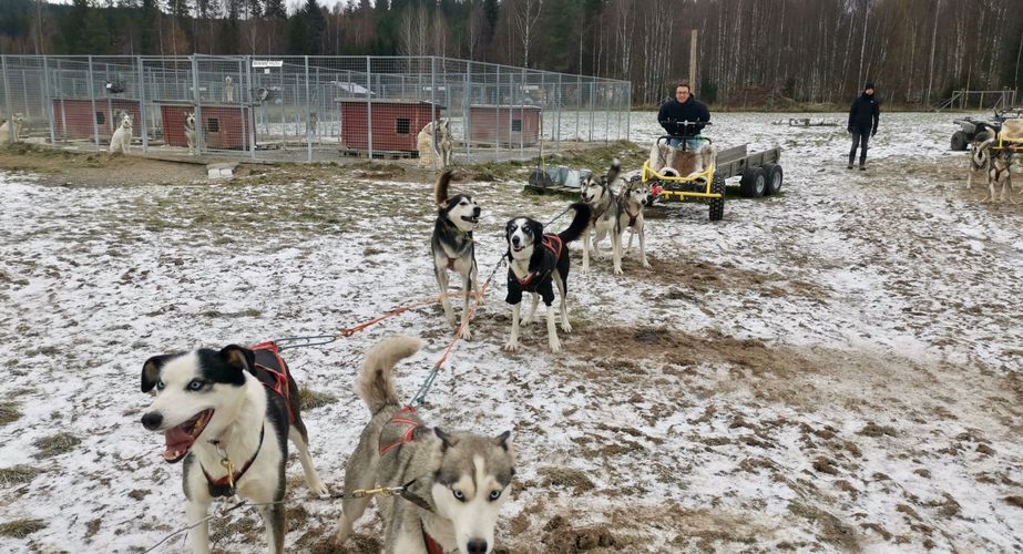 Blije honden husky rit